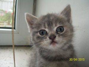 Разговор с котенком