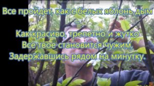 С белых яблонь дым