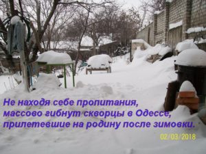 Перелетные птицы летят умирать