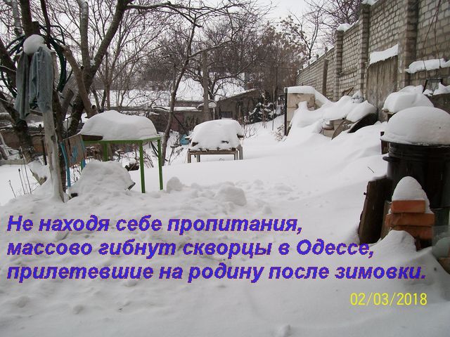 Перелетные птицы летят умирать